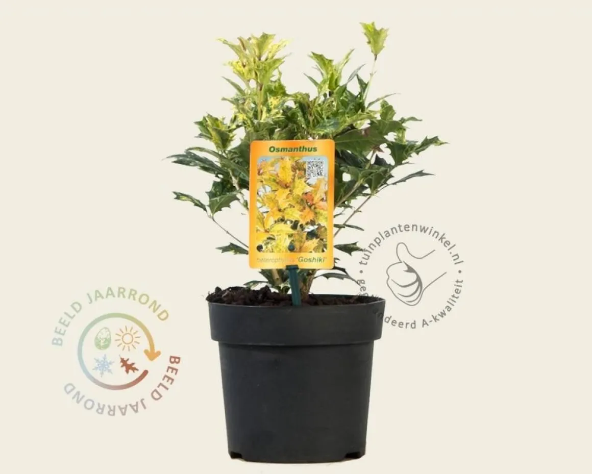 Osmanthus heterophyllus 'Goshiki'