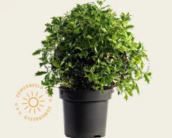 Osmanthus heterophyllus 'Goshiki' - bolvorm