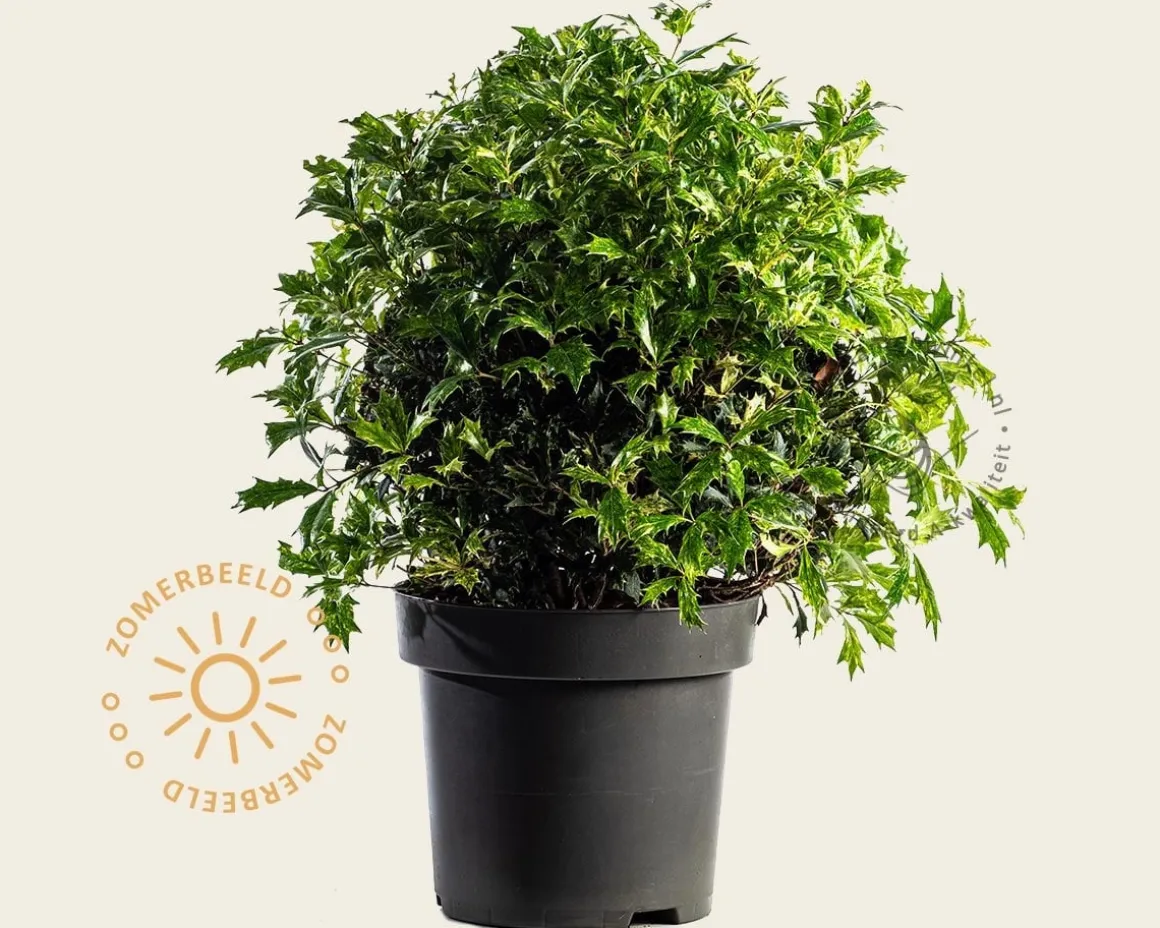 Osmanthus heterophyllus 'Goshiki' - bolvorm
