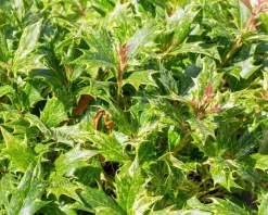Osmanthus heterophyllus 'Goshiki' - bolvorm