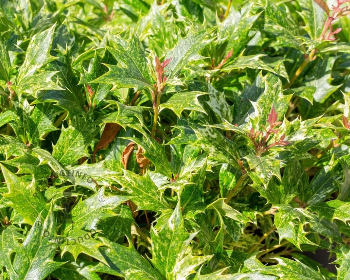 Osmanthus heterophyllus 'Goshiki' - bolvorm