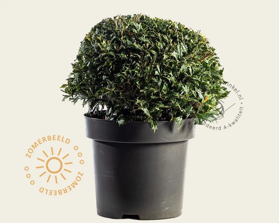 Osmanthus heterophyllus 'Goshiki' - bolvorm