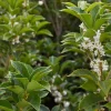 Osmanthus heterophyllus - XL