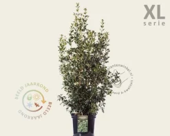 Osmanthus heterophyllus - XL