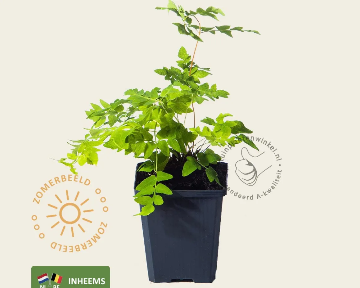 Osmunda regalis