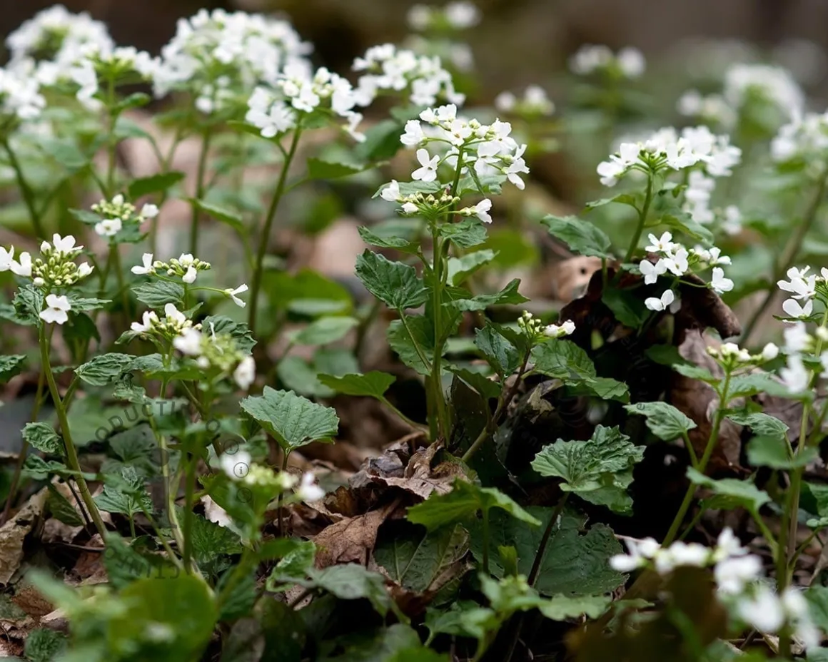 Pachyphragma macropyllum