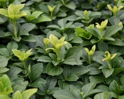 Pachysandra terminalis