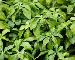 Pachysandra terminalis 'Green Sheen'