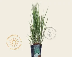 Panicum virgatum 'Heavy Metal'
