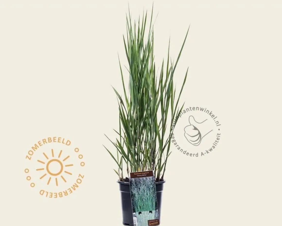 Panicum virgatum 'Heavy Metal'