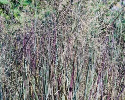 Panicum virgatum 'Heavy Metal' - XL