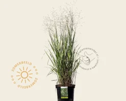 Panicum virgatum 'Heavy Metal' - XL