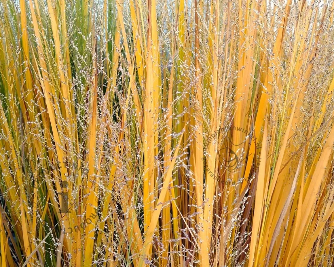 Panicum virgatum 'Northwind'