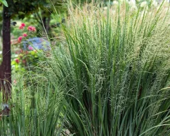 Panicum virgatum 'Northwind'