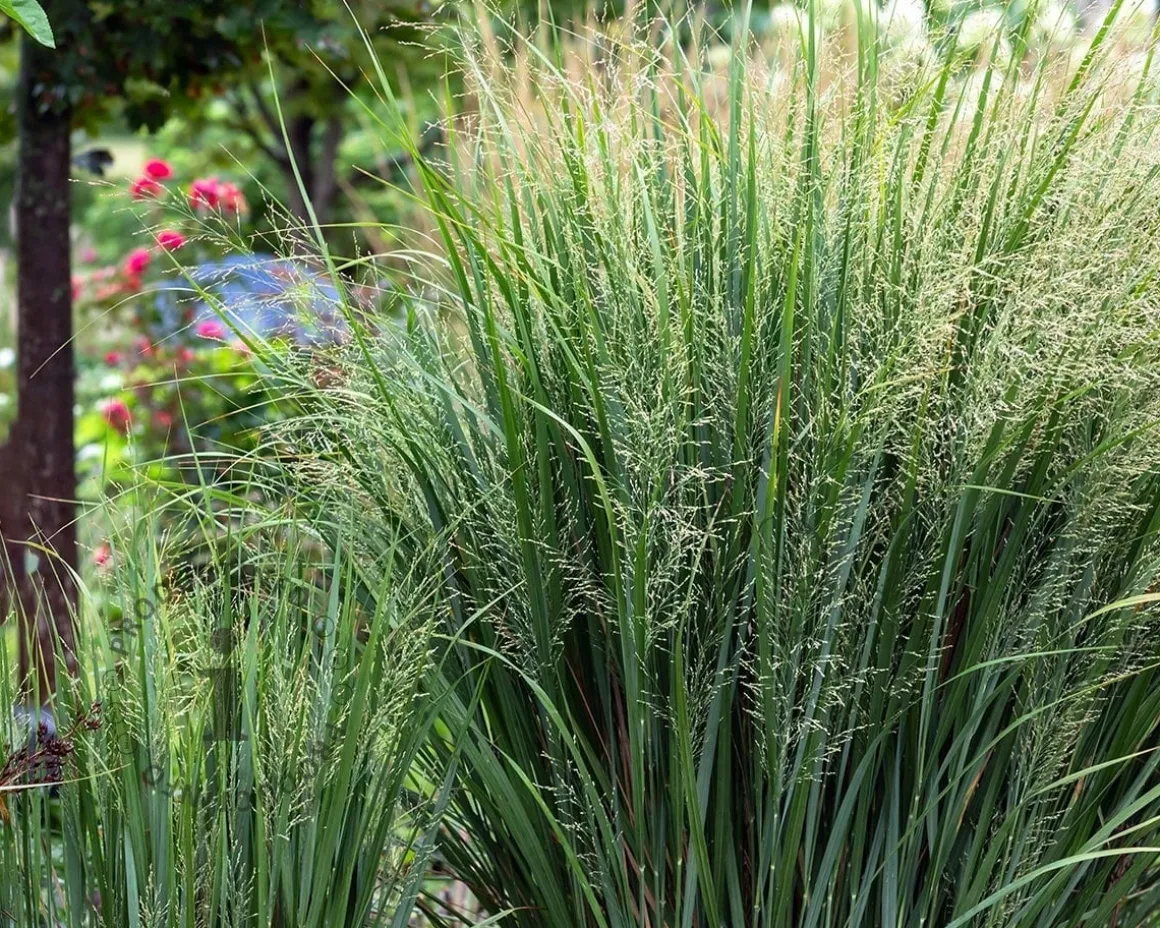 Panicum virgatum 'Northwind'