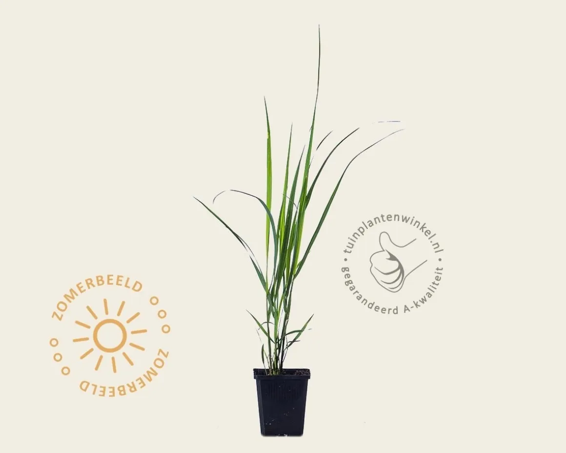 Panicum virgatum 'Northwind'