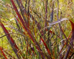 Panicum virgatum 'Squaw'