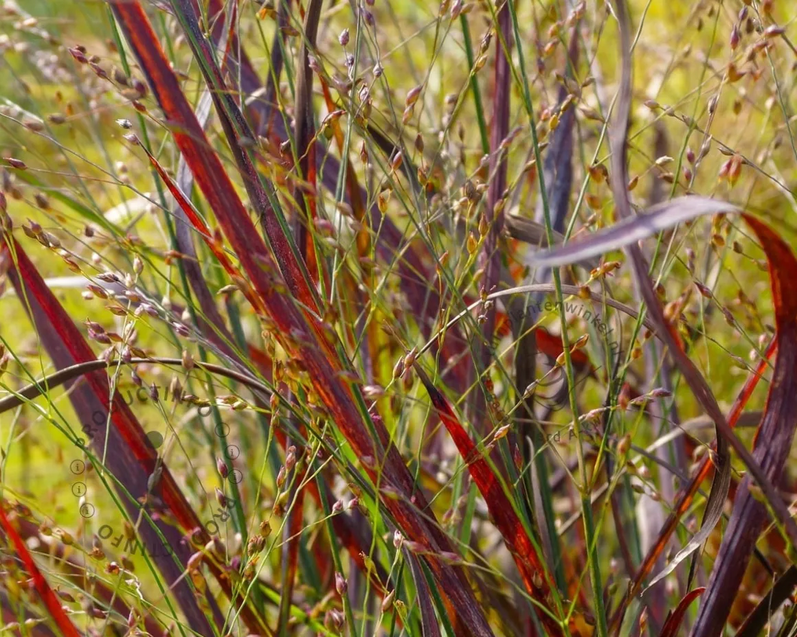 Panicum virgatum 'Squaw'