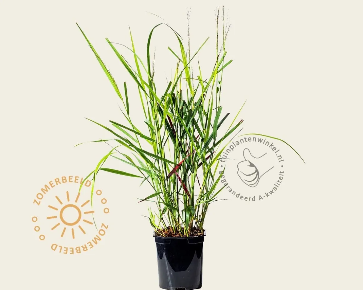 Panicum virgatum 'Squaw'