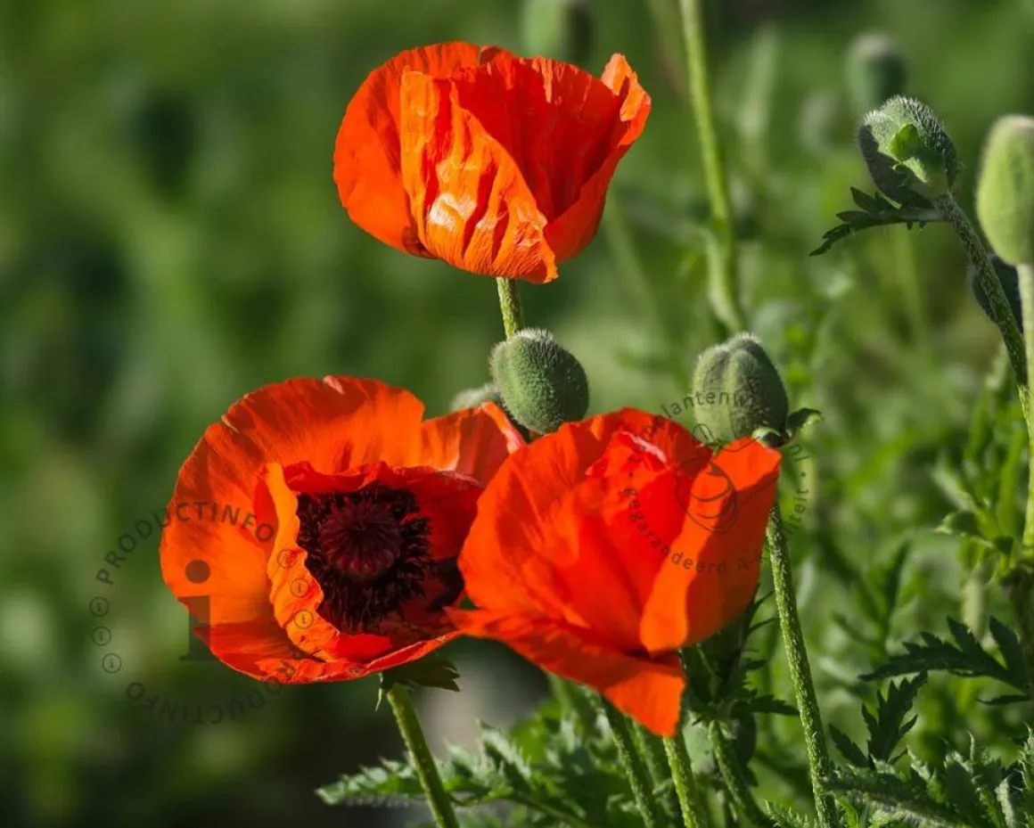 Papaver orientale