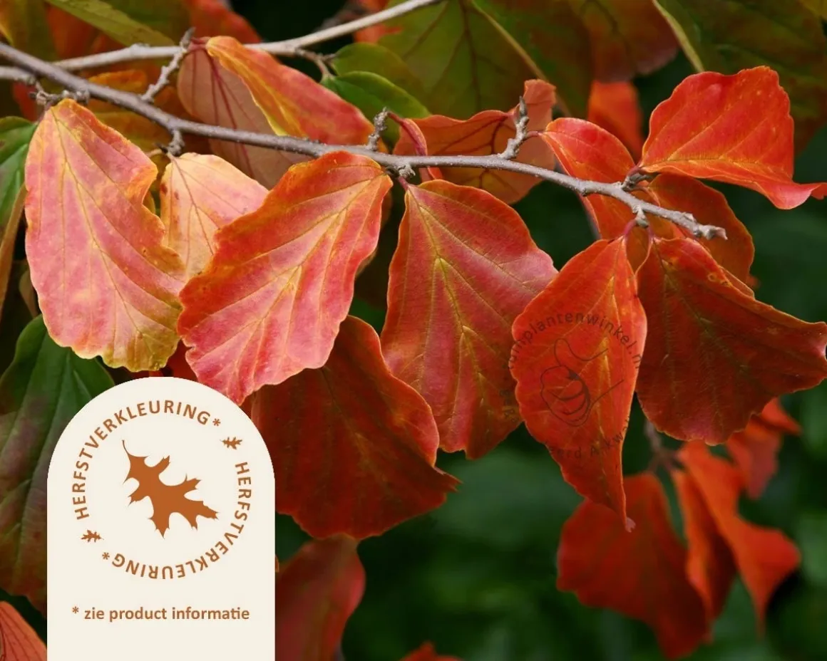 Parrotia persica 'Bella' - XL+