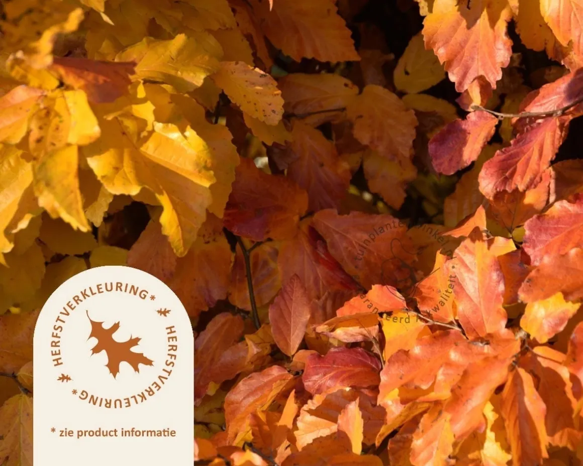 Parrotia persica - beveerd
