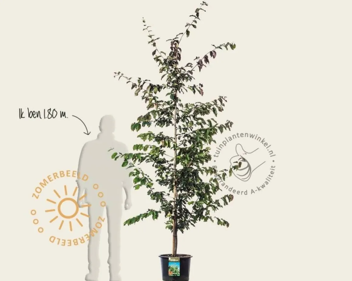 Parrotia persica - beveerd