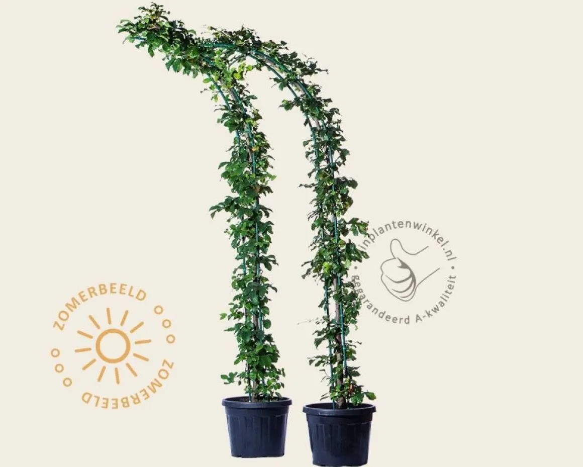 Parrotia persica - Boogvorm set