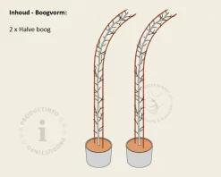 Parrotia persica - Boogvorm set