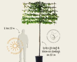Parrotia persica leiboom - Rek 180x110 cm