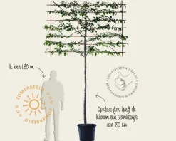Parrotia persica leiboom - Rek 200x130 cm