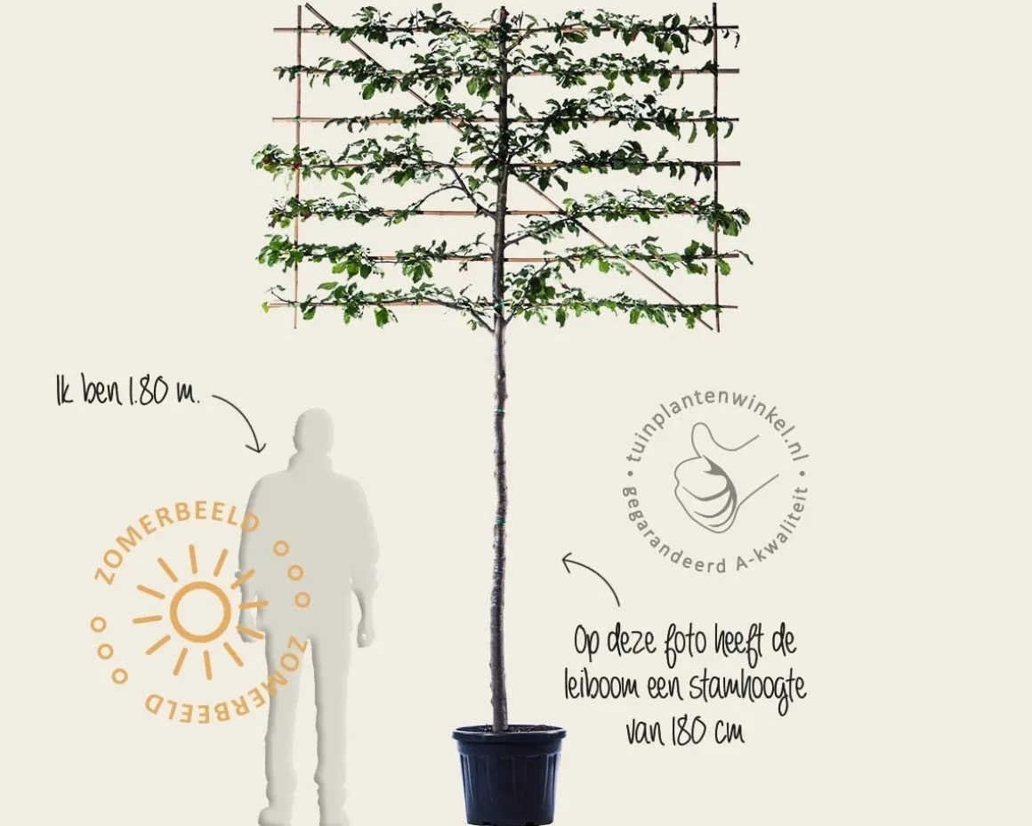 Parrotia persica leiboom - Rek 200x130 cm
