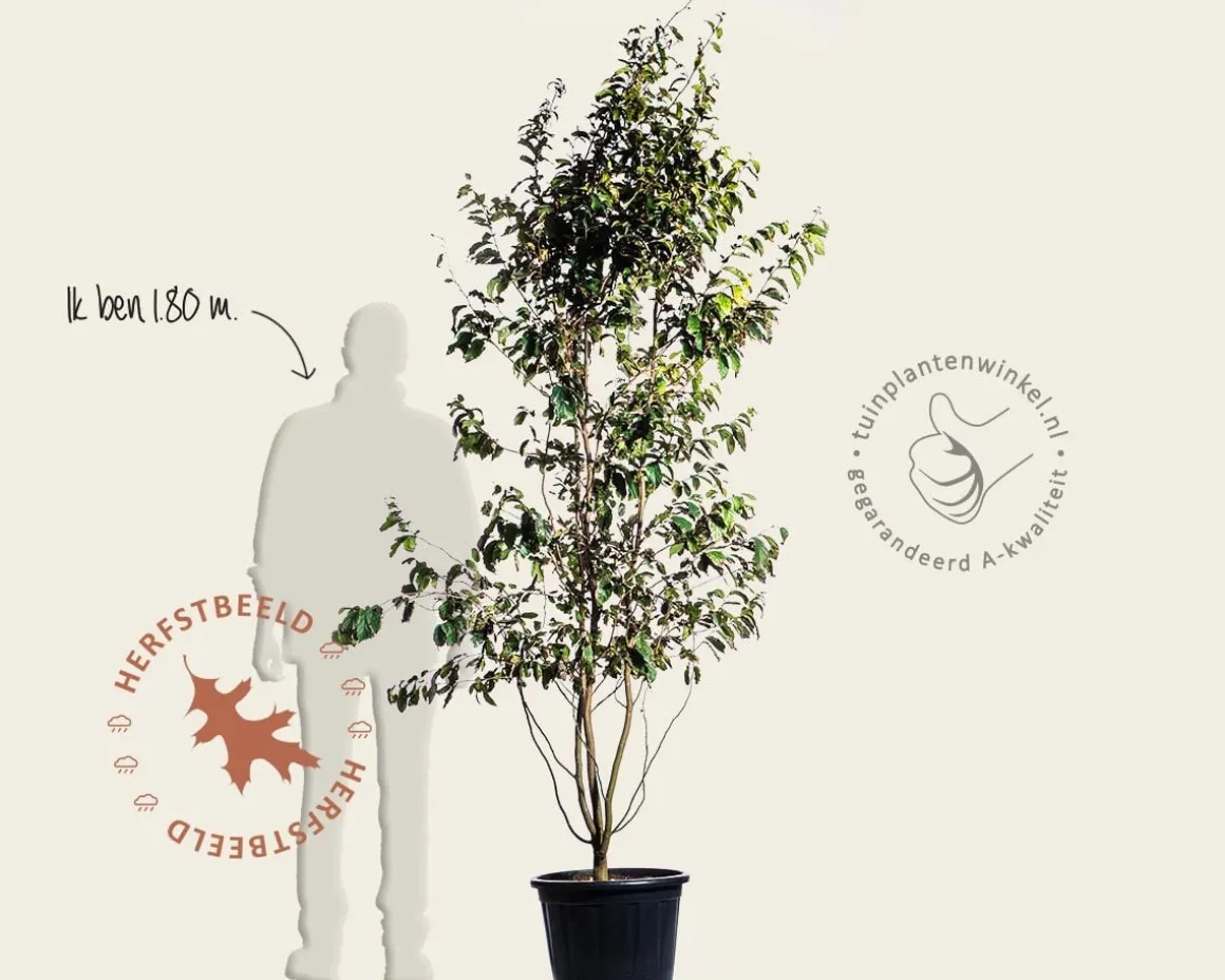 parrotia persica - meerstammig