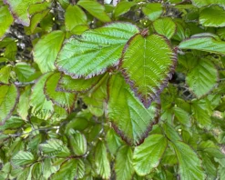 Parrotia persica 'Persian Spire' - beveerd