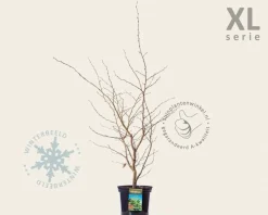 Parrotia persica - XL