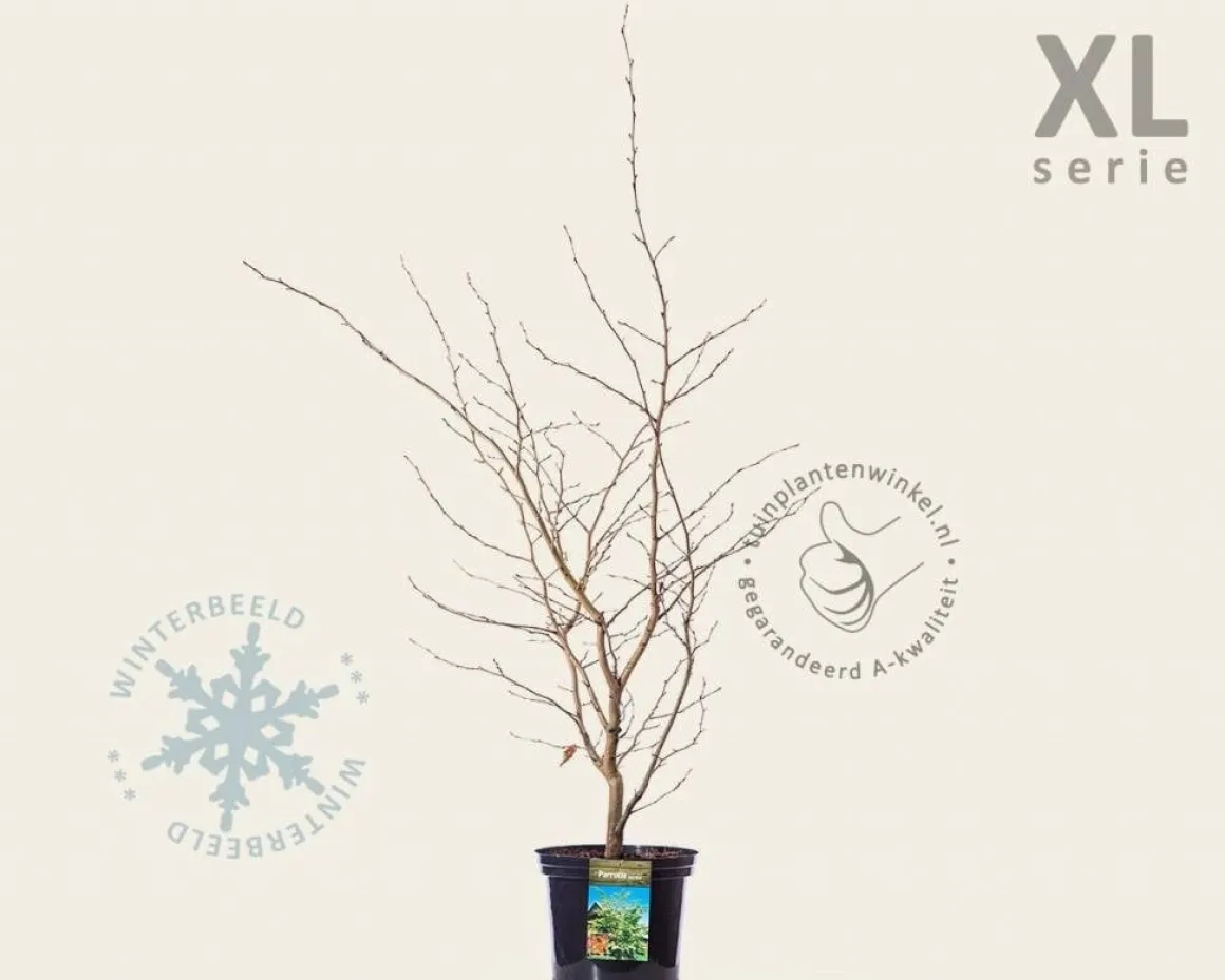 Parrotia persica - XL