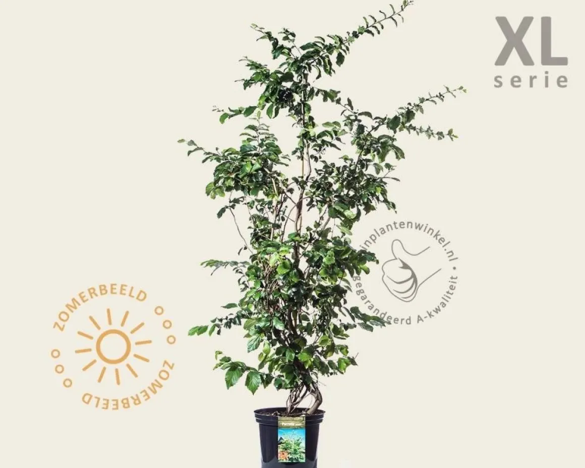 Parrotia persica - XL