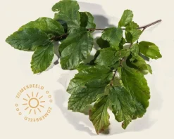 Parrotia persica - XL+