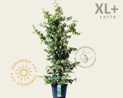 Parrotia persica - XL+
