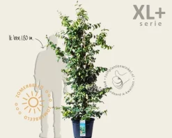 Parrotia persica - XL+