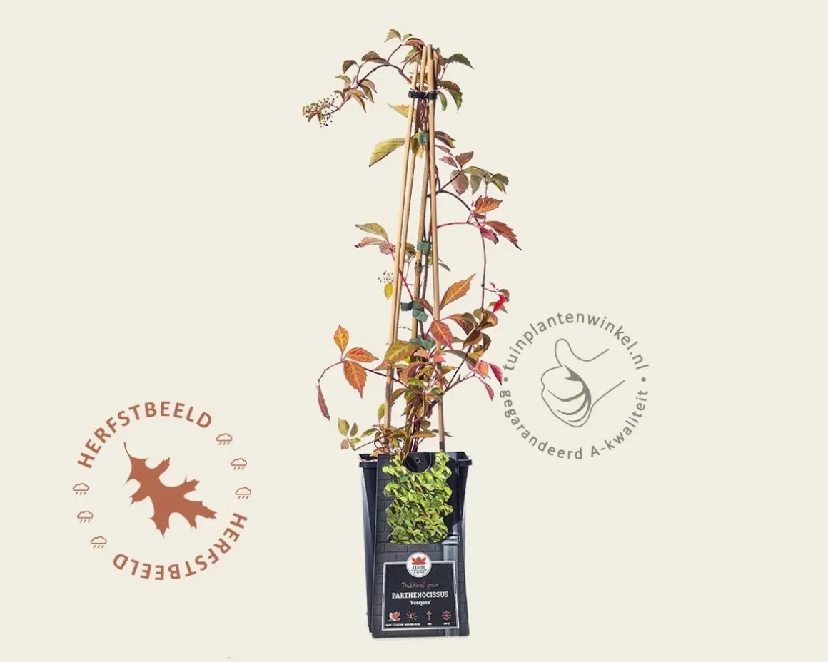Parthenocissus henryana