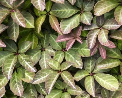 Parthenocissus henryana