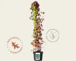 Parthenocissus tricuspidata 'Veitch Boskoop'