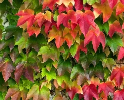Parthenocissus tricuspidata 'Veitchii'