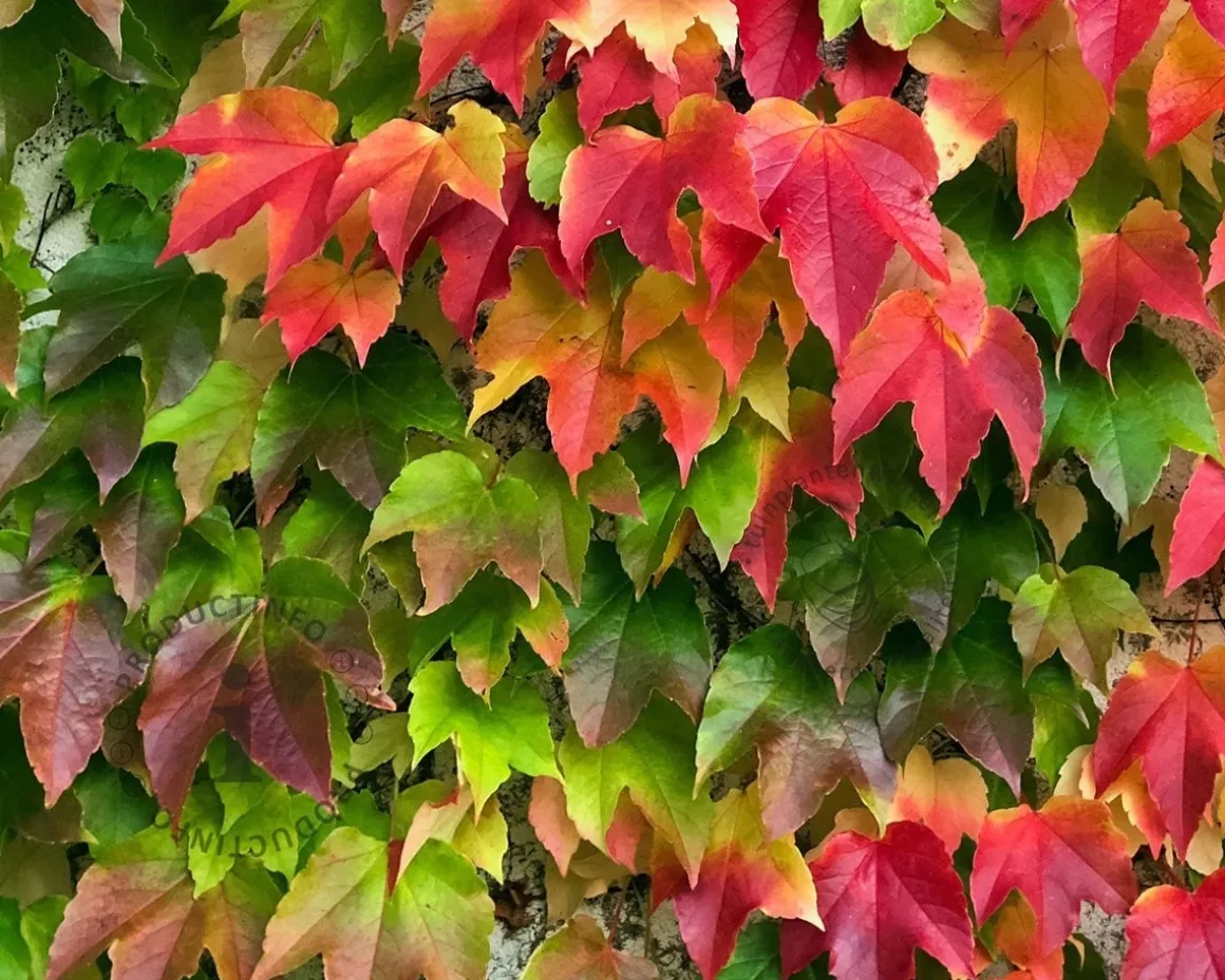 Parthenocissus tricuspidata 'Veitchii'