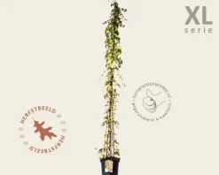 Parthenocissus tricuspidata 'Veitchii' - XL