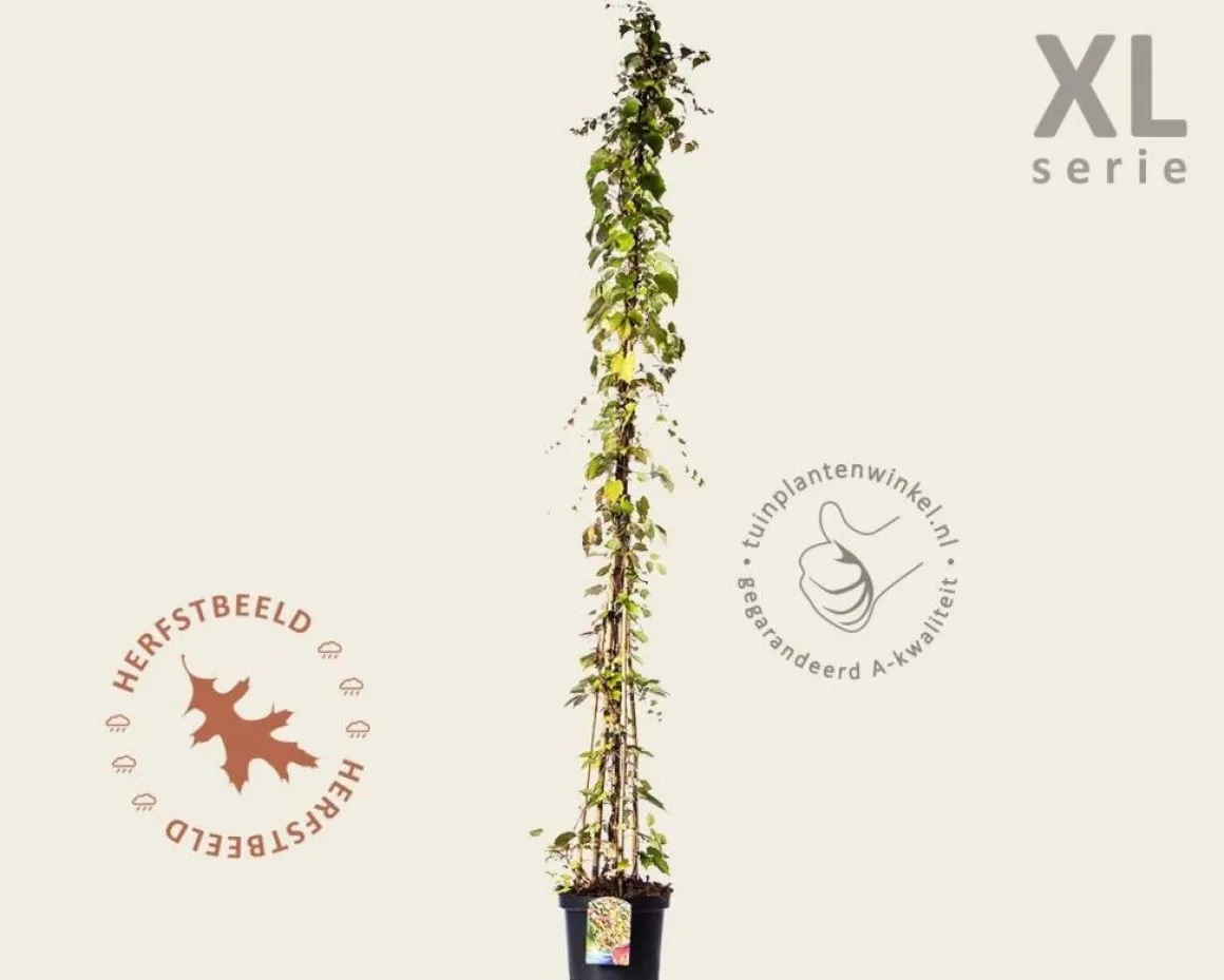Parthenocissus tricuspidata 'Veitchii' - XL