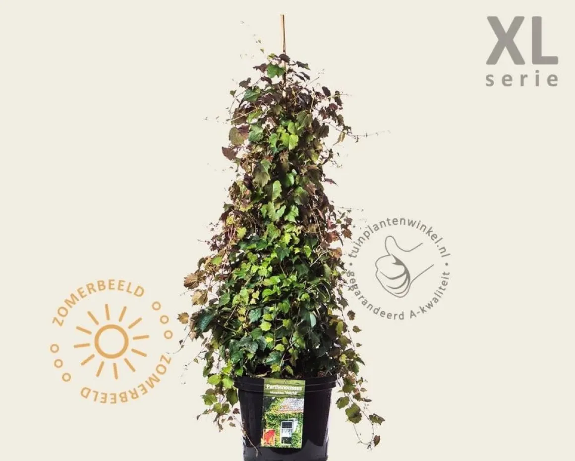 Parthenocissus tricuspidata 'Veitchii' - XL