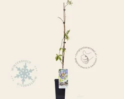 Passiflora caerulea