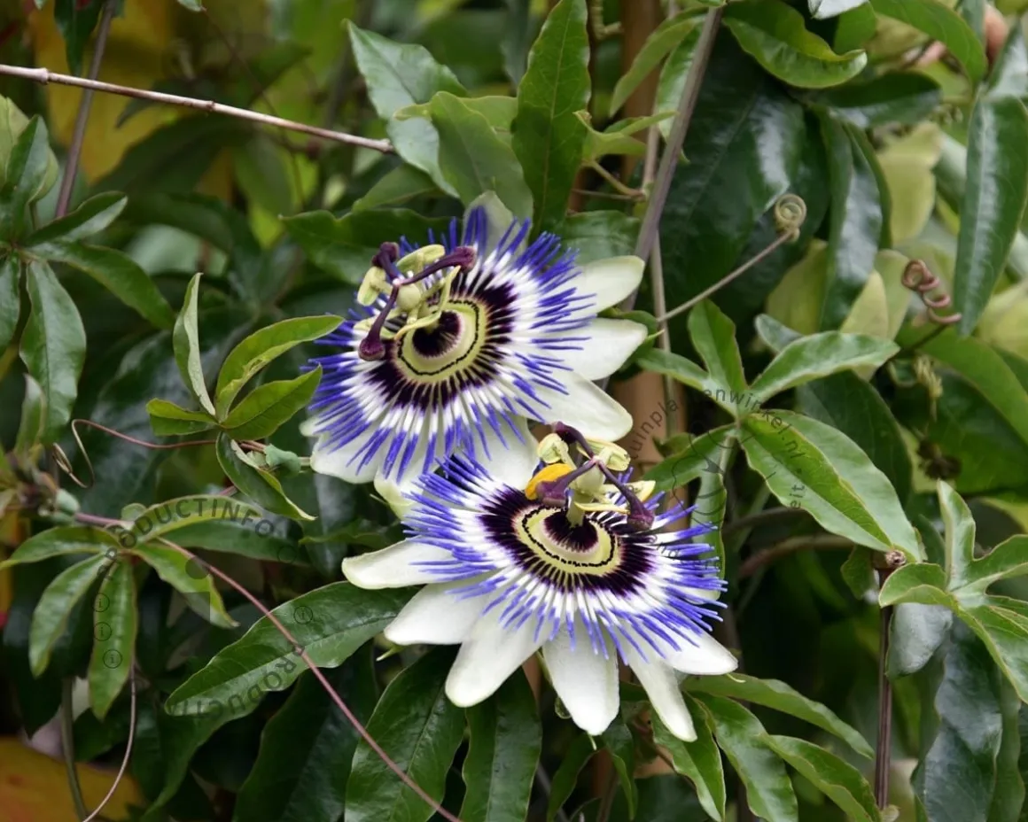 Passiflora caerulea - XL